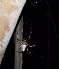 Trichonephila clavipes image