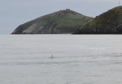 Cephalorhynchus hectori