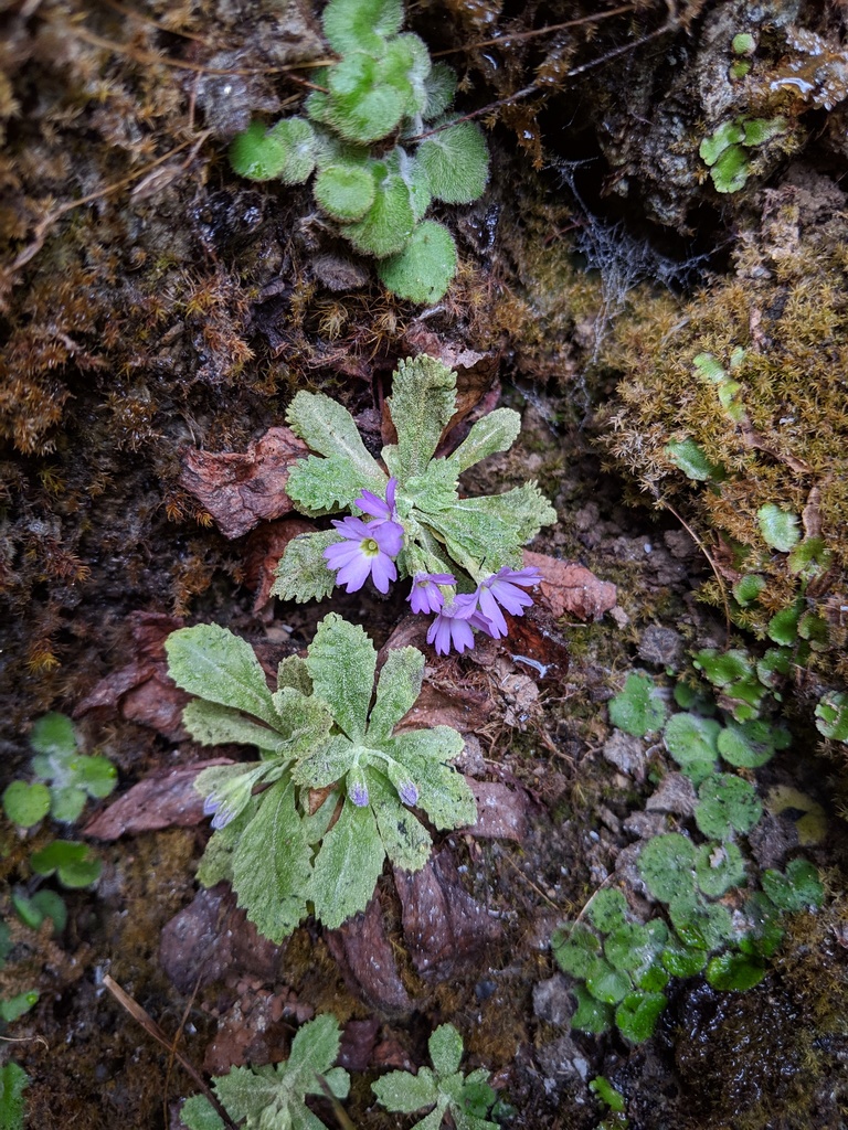 Primula mianyangensis