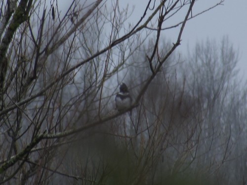 Belted Kingfisher photographed in Oregon