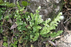 Cheilanthes distans