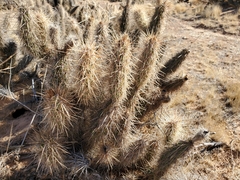 Grusonia kunzei