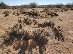 Grusonia kunzei