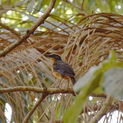 Cossypha albicapillus