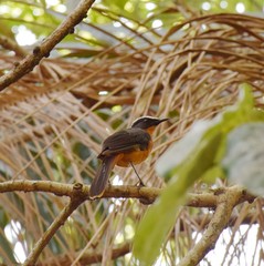 Cossypha albicapillus