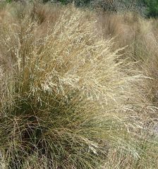 Chionochloa rigida rigida