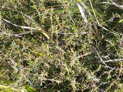 Coprosma elatirioides