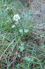 Gentianella grisebachii