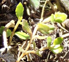 Gonocarpus micranthus