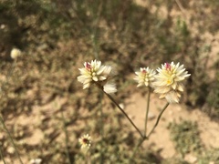 Pfaffia tuberosa