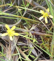 Ranunculus glabrifolius