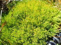 Scleranthus biflorus