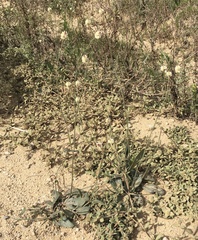 Pfaffia tuberosa