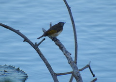 Conopophila albogularis