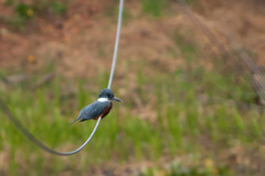 Megaceryle torquata stellata