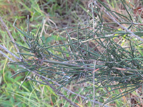 Ephedra tweedieana (Ephedra tweedieana)
