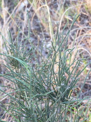 Ephedra tweedieana