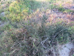 Ephedra tweedieana