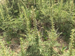 Ambrosia tenuifolia