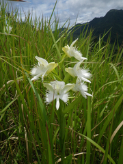 Pecteilis susannae