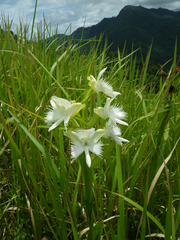 Pecteilis susannae