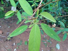 Codariocalyx motorius