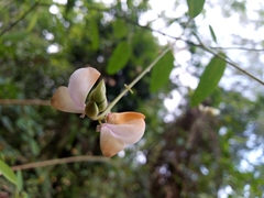 Codariocalyx motorius