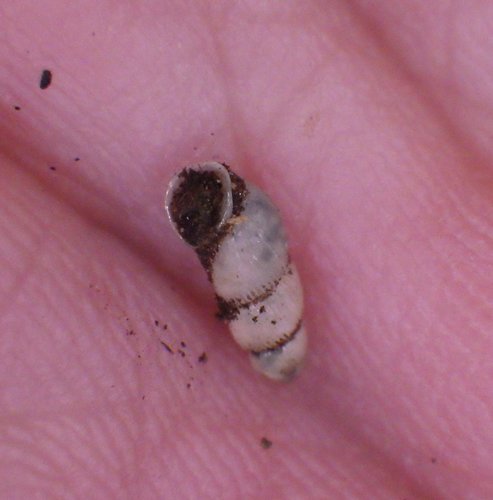 Truncatella caribaeensis observed 2021-01-13