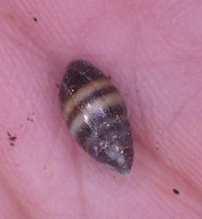 Ellobiidae