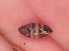 Ellobiidae