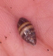 Ellobiidae