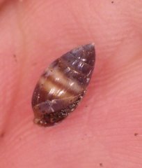 Ellobiidae