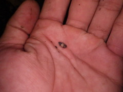 Ellobiidae
