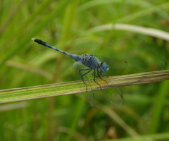 Diplacodes trivialis