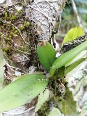 Vandoideae