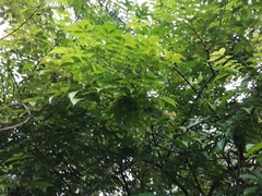 Averrhoa carambola