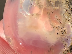 Polyorchis penicillatus