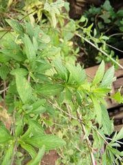 Lippia alba