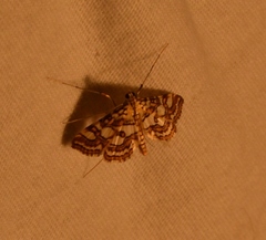 Elophila ekthlipsis