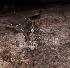 Meconemus infuscatus