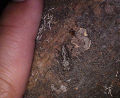 Meconemus infuscatus
