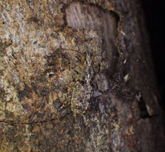 Meconemus infuscatus