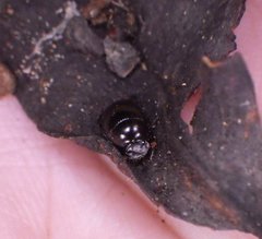 Pseudocanthon perplexus