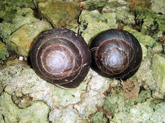 Caracolus excellens