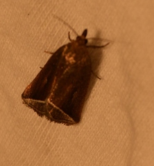 Capis curvata