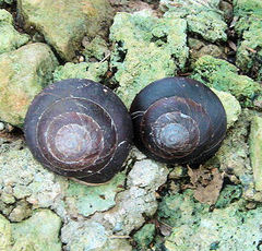 Caracolus excellens
