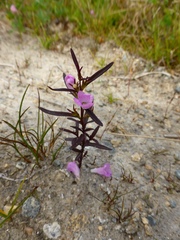 Agalinis neoscotica