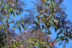 Haemorhous purpureus californicus