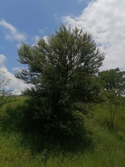 Vachellia karroo