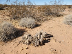 Grusonia kunzei